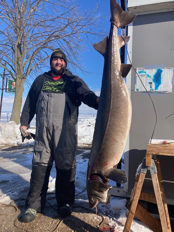 A man poses with a large, recently speared sturgeon hanging from a hook. 