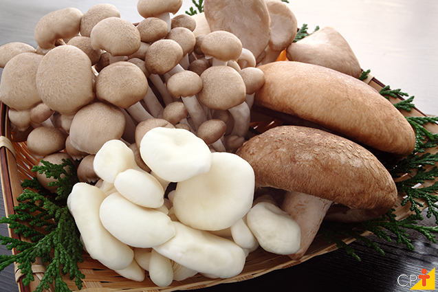 Resultado de imagem para cogumelos comestíveis