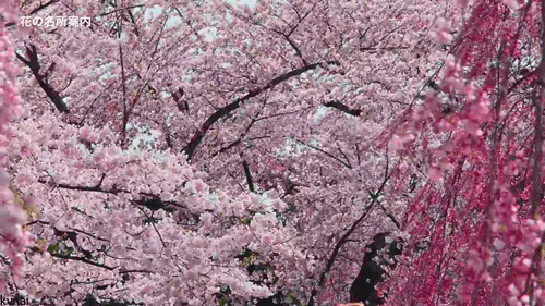 Top 136+ cherry blossom gif anime - awesomeenglish.edu.vn