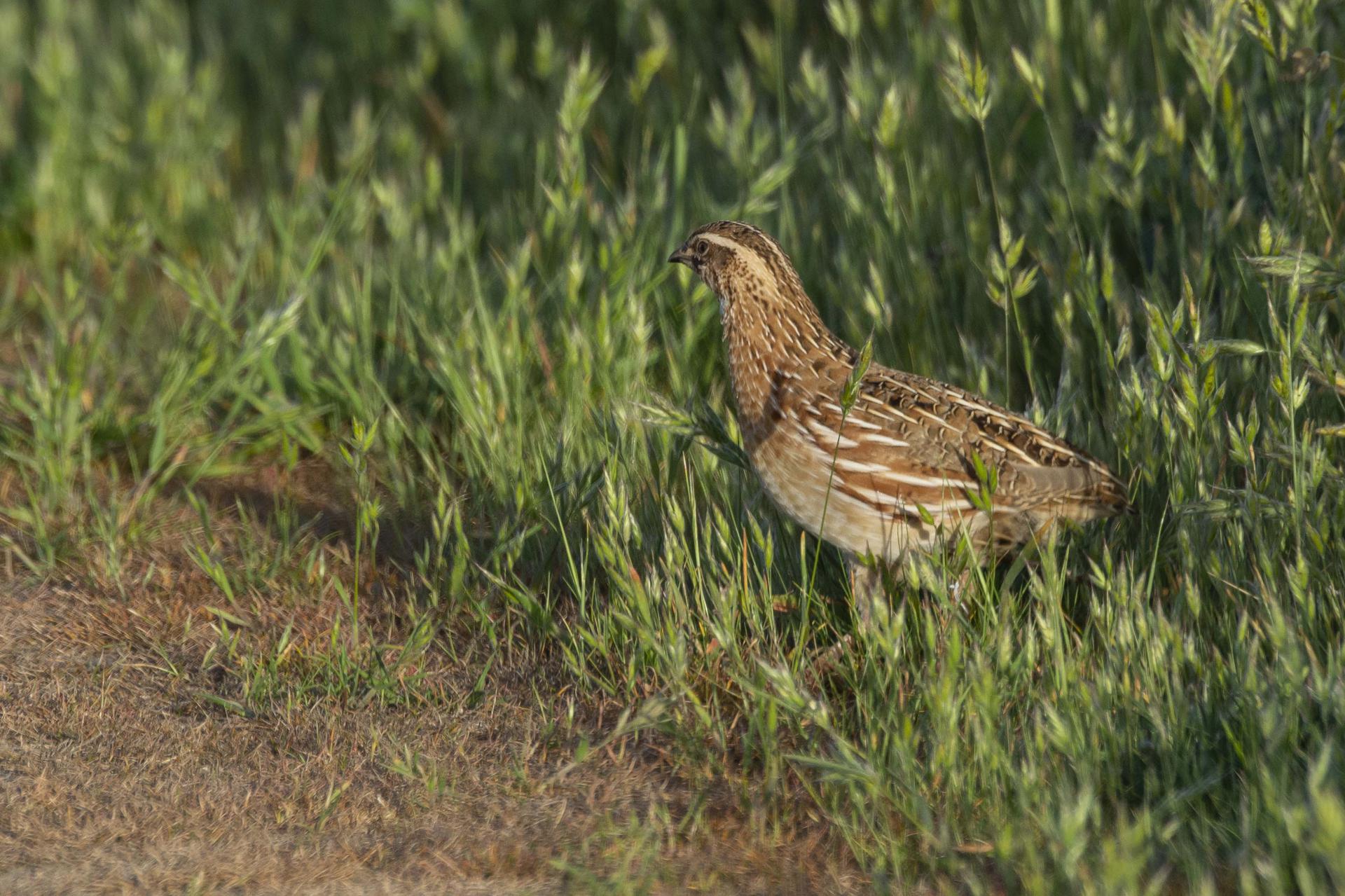 SEO Birdlife