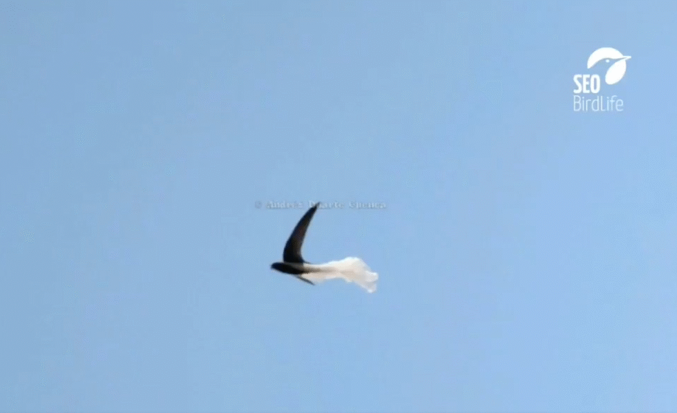 SEO Birdlife SEO Birdlife
