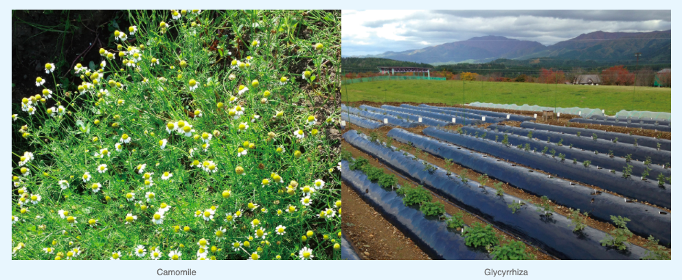 Alternate text Alternate text