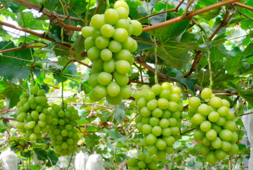 Alternate text Alternate text