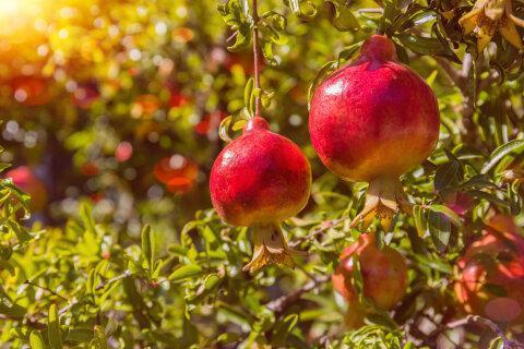 Growing toward holiness Growing toward holiness