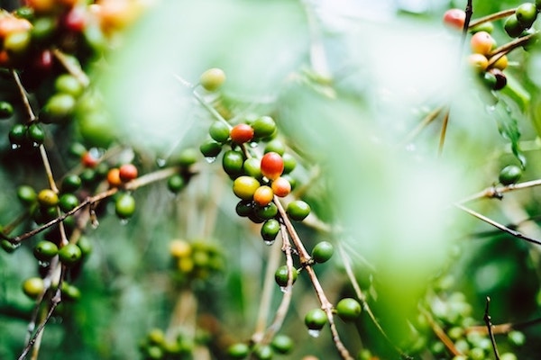 Coffee cherry branches