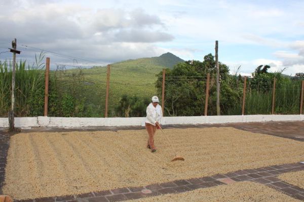Coffee farmer drying freshly washed green coffee beans