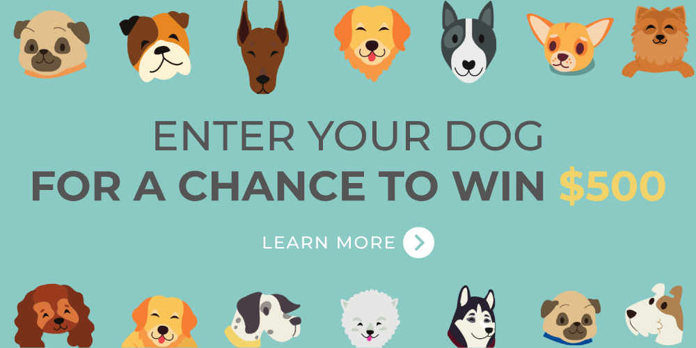 Dogs Know Things Contest - Banner