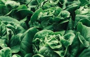 Scientists Are Attempting to Grow Covid Vaccine-Filled Lettuce and Edible Plants To Replace Covid Shots
