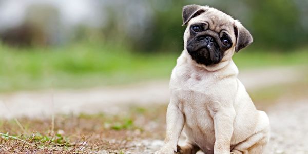 A photo of a young pug, tilting its head inquisitively