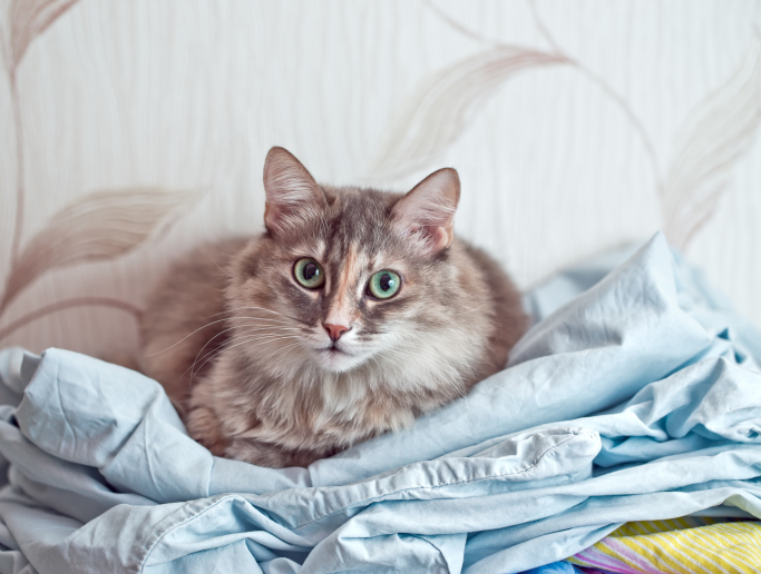 Cat comfortably lies in a fabric linen