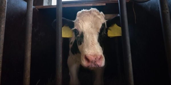 A lone cow sits imprisoned in a cell.