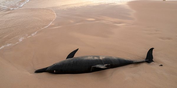 A stranded dolphin lays on the beach, dead.