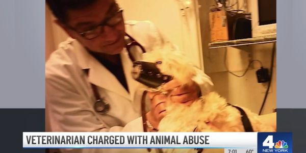 An image from a news station shows a veterinarian choking a small gagged puppy in his arms.