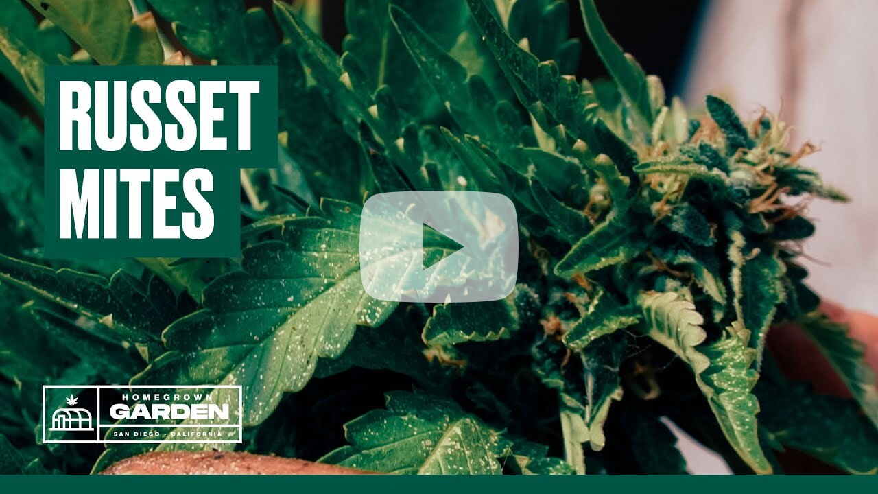 Learn How to Treat Russet Mites