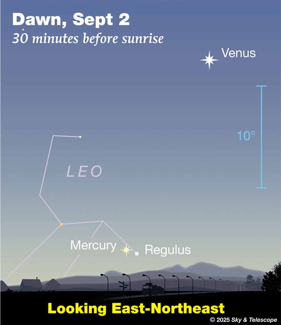 Mercury in conjunction with Regulus *very* low in bright dawn, Sept, 2, 2025