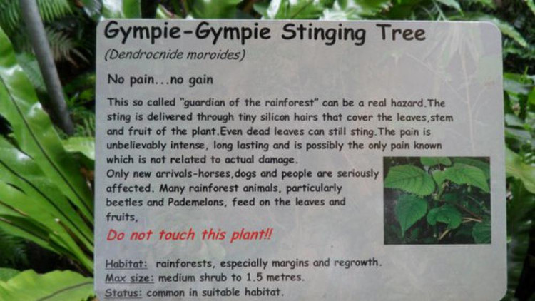 Biển cảnh báo sự nguy hiểm của loài cây Gympie-gympie.