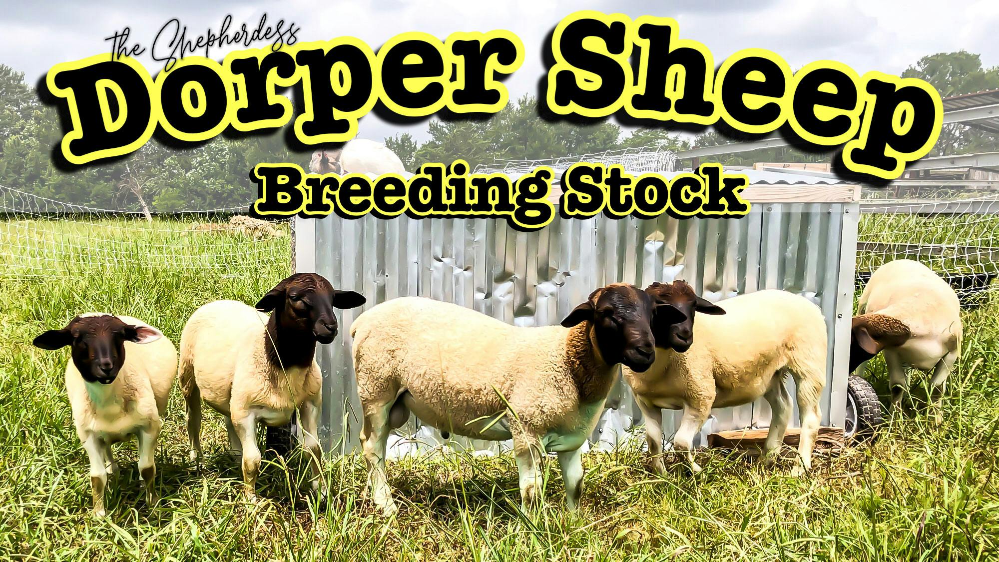 https://harmonyfarmsdorpers.com/2021-dorper-lambs-for-sale/