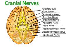Image result for TWELVE CRANIAL NERVES