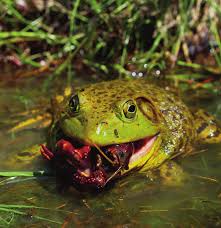 Image result for NO! Frogs, Fools, Plenty Of Fish.