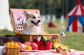 Image result for dogs at memorial day picnic