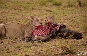 Image result for Lions in prides,