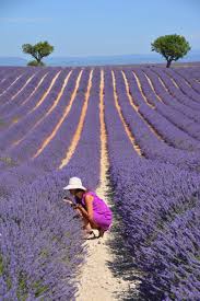 Image result for lavender soul.