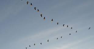 Image result for Why do geese fly south in the winter? Walking takes too long.