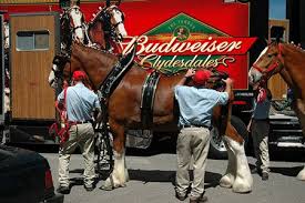 Image result for budweiser clydesdales
