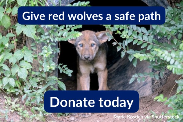 Give red wolves a safe path. Donate today