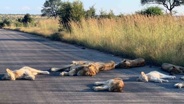 Lions sleeping on the road in South Africa