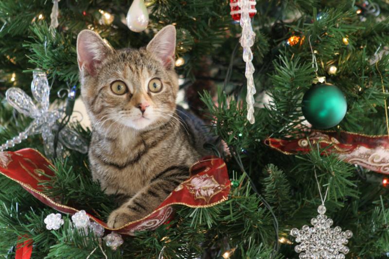 kitten_in_christmas_tree.jpg