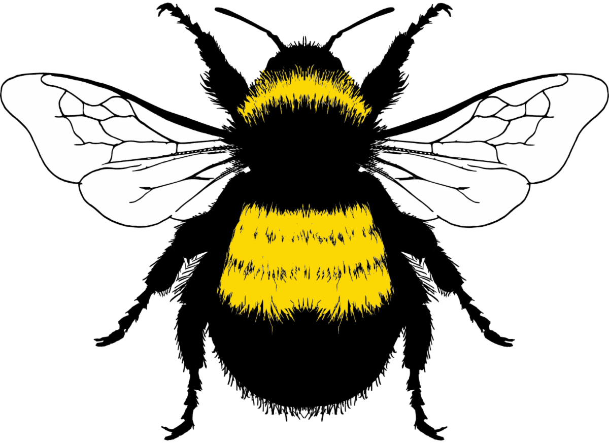 Bumble bee illustration