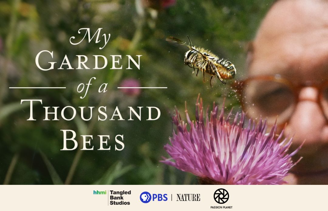 My Garden of a Thousand Bees film still