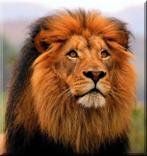 LION RELEASED 2020