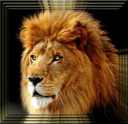 Lion AWIS 1