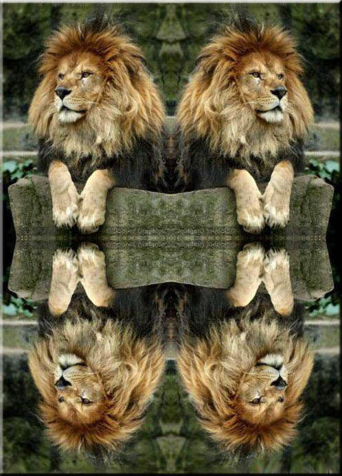 Lions Conference Page