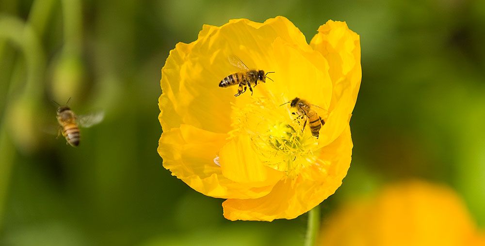 Bees on poppy