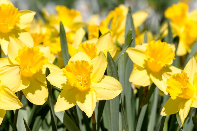 yellow_spring_daffodil.jpg