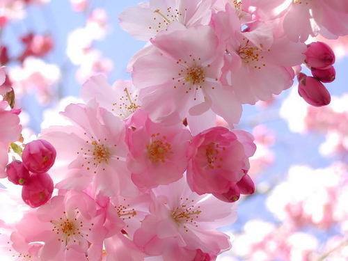 spring blossoms 2