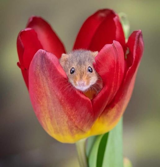 Tulip with Mouse