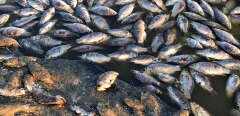 KALMYKIA, RUSSIA - OCTOBER 18, 2020: Pictured in this video grab are dead fish on the shore of the Arshan-Zelmen Reservoir in Sarpinsky District. Mass stranding of fish on the water reservoir has been reported on social media. Russia’s Investigative Committee has launched an investigation into the incident. Best quality available. Video grab. Sanchir Goryayev/TASS/Sipa USA/31152971/DF/2010182034
