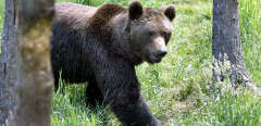Une ourse de souche européenne se déplace dans le parc animalier des Angles, le 24 juin 2006.