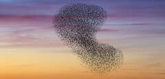 Vol d'etourneau sansonnet, Sturnus vulgaris. European starling murmuration / large flock of common starlings (Sturnus vulgaris) in flight at sunset