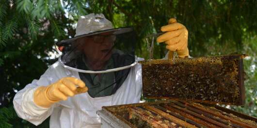 Bourgoin jallieu Nord Isere le 17/08/2020 : L apiculteur Georges Auspitz de Bourgoin jallieu qui fait la recolte du miel d ete//07ALLILIMAGES_1.2437/2008181126/Credit:ALLILI MOURAD/SIPA/2008181130