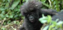 Un jeune gorille des montagnes, une espèce menacée d'extinction (Paul Longhurst / Unsplash)