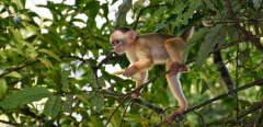 Les singes du Nouveau Monde ont de multiples talents (Simara Couto de Abrantes / Wikimedia Commons)