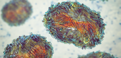 Des particules de virus de la variole du singe, illustration.
