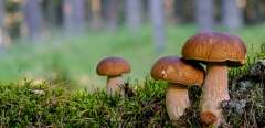 Des champignons en forêt peuvent-ils nourrir des millions de personnes ? (Külli Kittus / Unsplash)