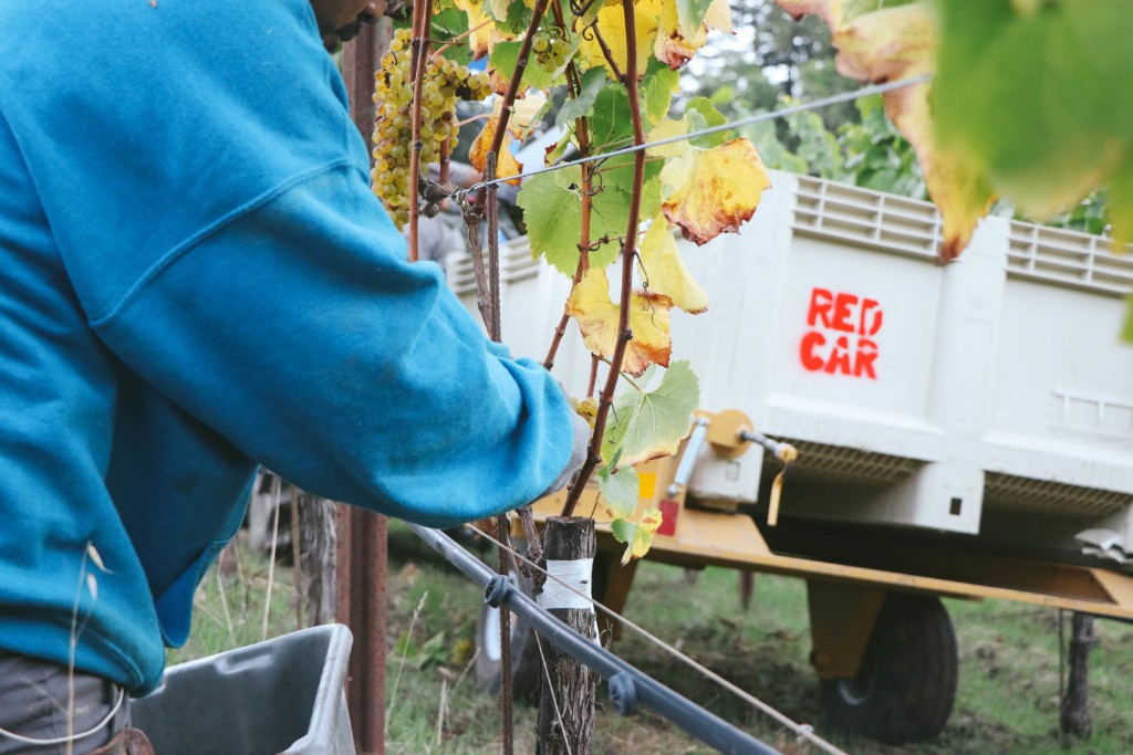  Red Car Wine Co Update