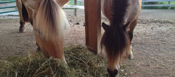 A horse and a mini sharing a pile of hay.